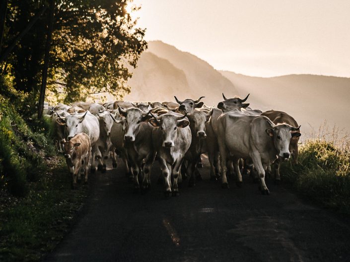 Transhumance